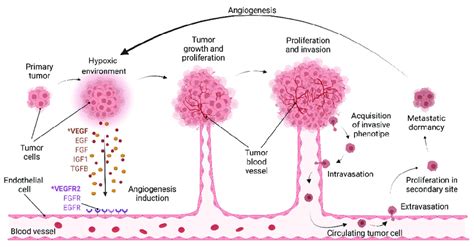 Tumor Angiogenesis Hypoxia Within The Tumor Induces The Release Of