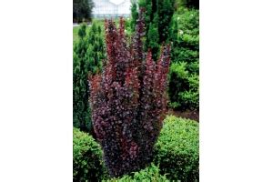 Декоративные - Каталог для садоводов