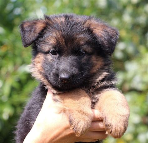 Accueil Elevage Des Trois Lieux Eleveur De Chiens Berger Allemand