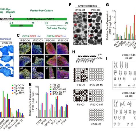 Generation And Characterization Of Adult Fibroblast Derived Ipscs