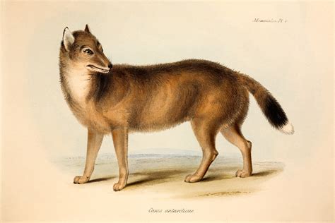 New clues may explain the mysterious origins of the Falklands wolf