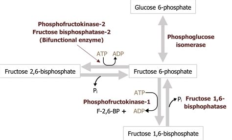 Fructose Bisphosphate