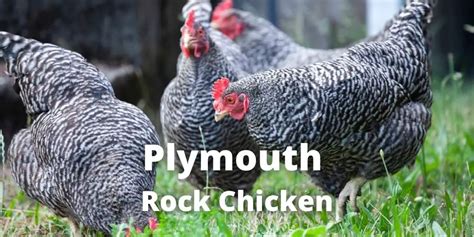 Plymouth Rock Chicken: Eggs, Size, Varieties, Colors, Picture