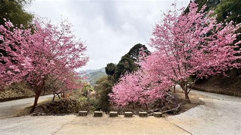 滿山滿谷櫻花盛開 草嶺石壁美人谷3週40萬人上山尋芳