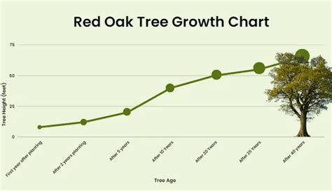 Red Oak Tree - Forestry.com