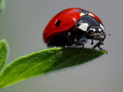 royalty  photo red ladybug  green leaf pickpik