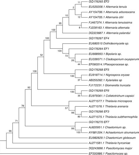 Phylogenetic Tree Showing The Relationship Between Endophytic Fungi Of