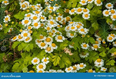 Chamomile Flowers Camomile Daisy Wheel Daisy Chain Chamomel Stock