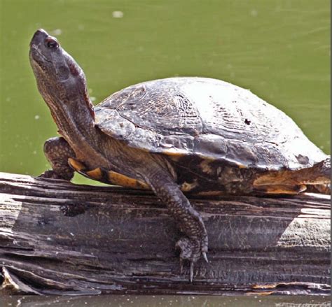 Western Pond Turtle | NatureRules1 Wiki | Fandom