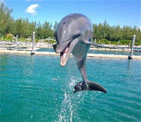 Swim With Dolphins in the Bahamas