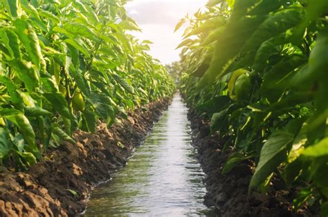 Agricultura Sostenible Una Mejor Gestión Del Agua