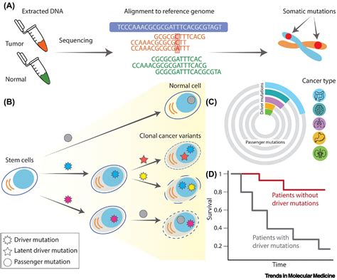 Cancer Driver Mutations Predictions And Reality Trends In Molecular