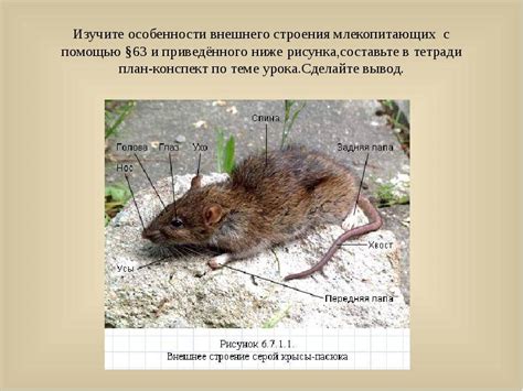 Биологические особенности строения мышей