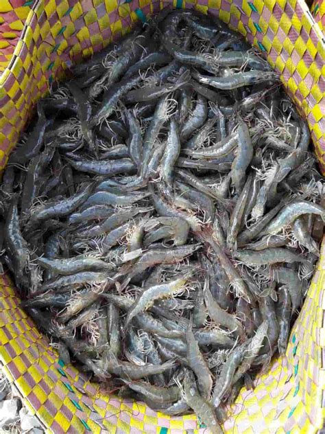 How To Start Shrimp Farming In The Netherlands Business Plan Key