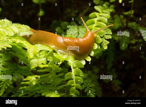 Banana Slug Along South Fork Trail Prairie Creek Redwoods State Park