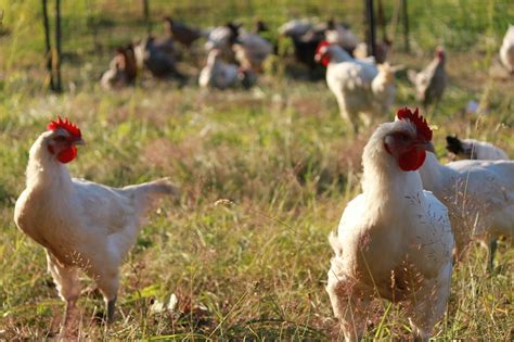 Pasture Raised Chicken Meat Shop Bellingham Washington Spring Creek