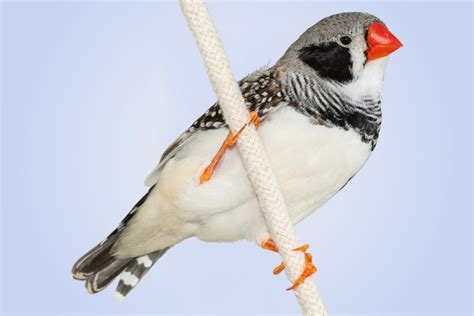 Finches Rest Of World Sky Birds Sales