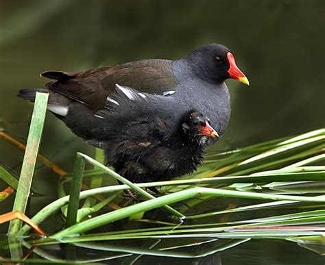 Moorhen