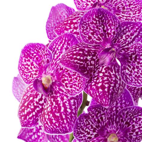 What Is a Vanda Orchid and Why Are They Popular? - Thursd