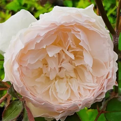 Rosa Nostalgische Rose Rose Mit Intensivem Duft Damaszener Aroma