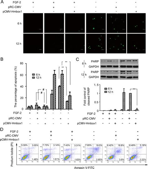 HMBOX1 Inhibited HUVEC Apoptosis Induced By FGF 2 Deprivation A