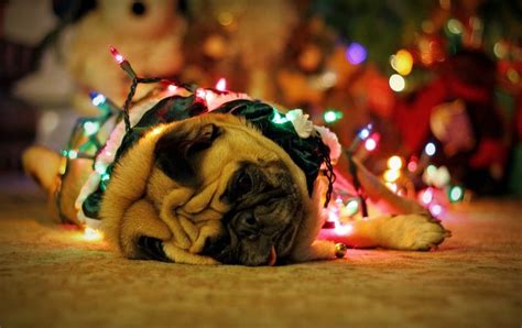 Pug Wallpaper Screensaver Background Christmas Pug Cute Pugs Pugs