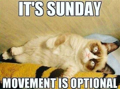 Sunday Meme Discover more interesting Cat, Happy, Its Sunday, Relax ...