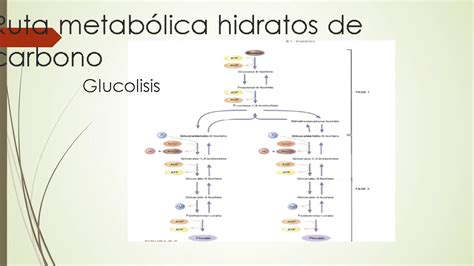 Ruta Metabolica De Los Carbohidratos Youtube