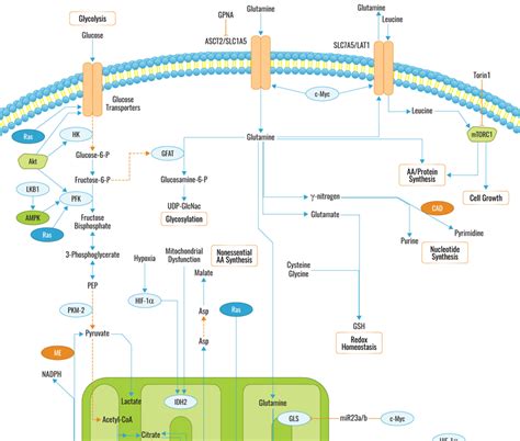 Glutamate Metabolism Pathway