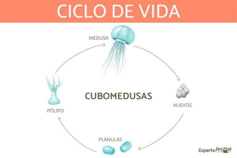 Resumen De 25 Artículos Como Se Reproducen Las Medusas [actualizado