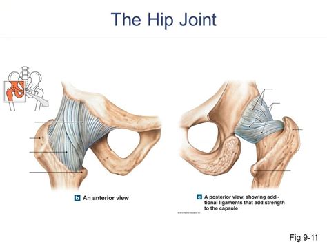 Hip Joint Ligaments Diagram | Quizlet