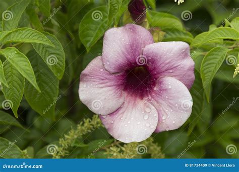 Beautiful Pink and Magenta Flowers in a Field Stock Image - Image of ...