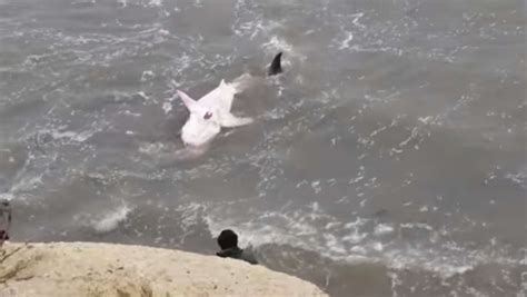 Update 10 Foot Long Great White Shark Stranded On Santa Cruz Beach Dies