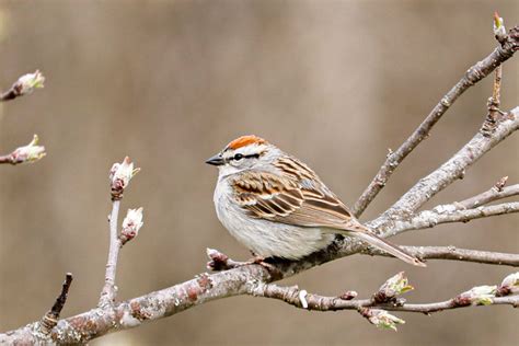 Identifying the Chipping Sparrow