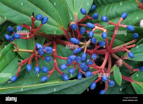 Viburnum davidii ,blue berries, winter spring, fruits, garden plant ...