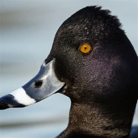 Hunting Ring-Necked Duck In California: The Ultimate Waterfowl Adventure! – Goenthusiast