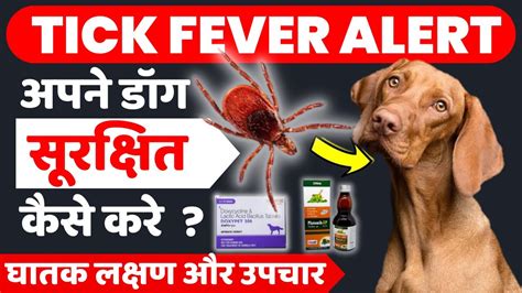 Tick Fever In Dogs Treatment At Home Symptoms Treatment