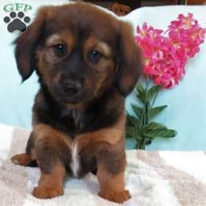 Dorgi Puppies For Sale | Greenfield Puppies