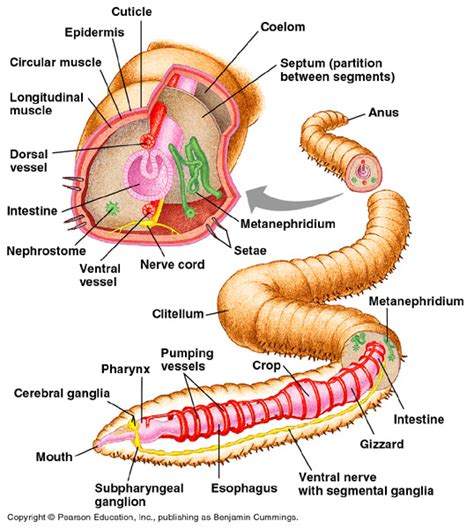 Annelids - Muscular Phylum