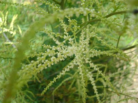 Aruncus Dioicus Kneiffii Geitenbaard Bloemenpark Appeltern