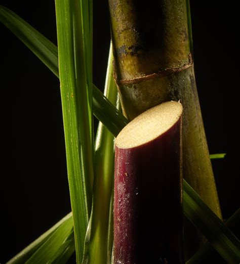 La canne à sucre Tereos Océan Indien