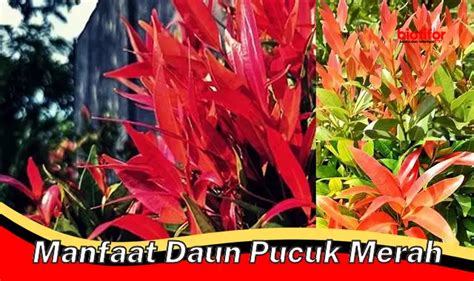 Temukan Manfaat Daun Pucuk Merah Yang Jarang Diketahui Biotifor