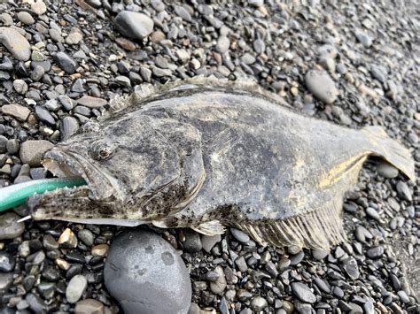 ミドルアッパーでヒラメを釣る方法｜静岡サーフ・三保サーフ