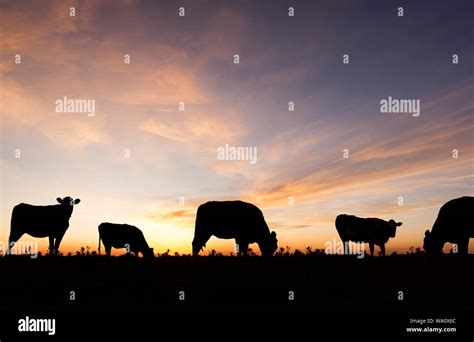 Grazing cow silhouette hi-res stock photography and images - Alamy