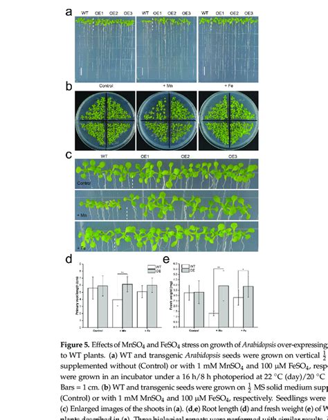 Subcellular Localization Of Tumtp8 In A Tobacco Epidermal Leaf Cell