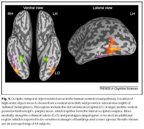 Ventral Stream Areas — Fmri 4 Newbies