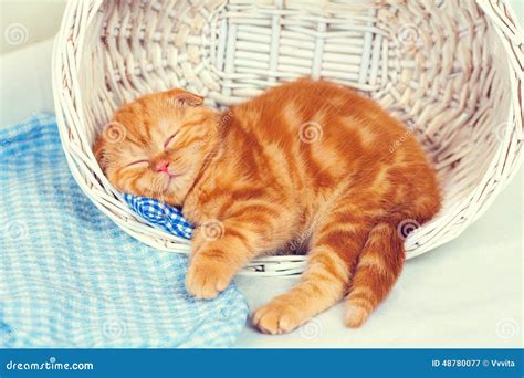 Kitten Sleeps In A Basket Stock Image Image Of Care 48780077