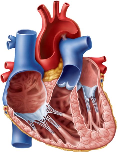 Heart Diagram Diagram Quizlet