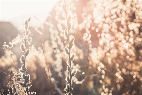 Blooming Willow Branch Beautiful Pussy Willow Flowers Stock Image Image Of Season Beauty