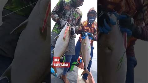 Wow Triple Strike Amberjack ‼️ Youtube